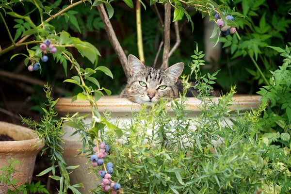 Lindo gato en un jarrón