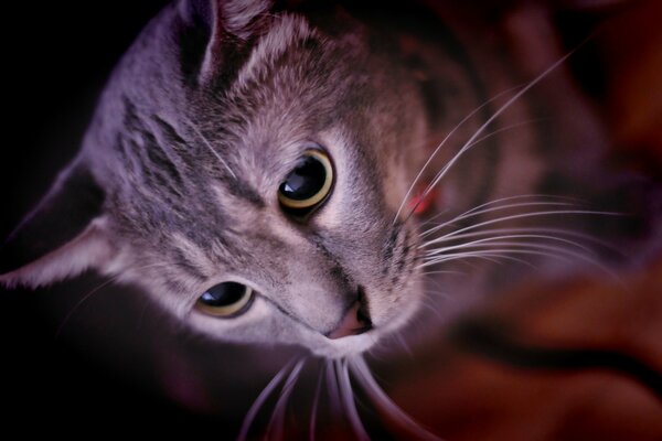 Cara de gato. Bigote y ojos