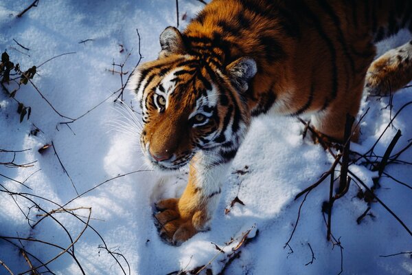 Tigre de Amur en la caza de invierno