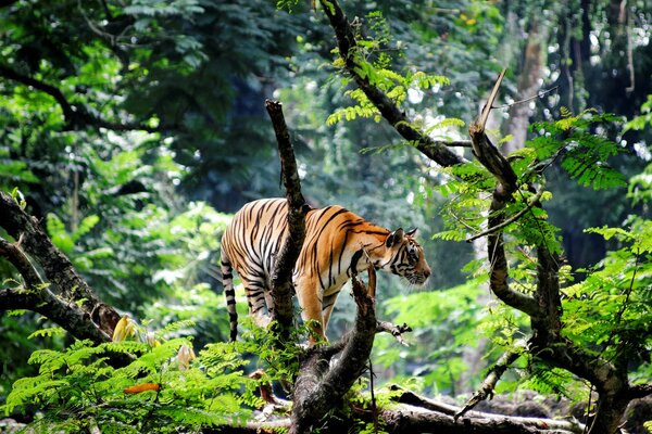 Tiger geht zwischen großen Ästen und Farnen spazieren