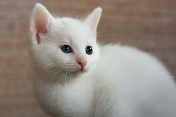 Gato blanco con heterocromía