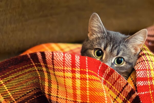 Der Blick einer Katze unter einem Wollmantel