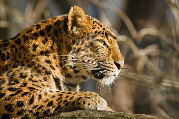 La belleza de un gato salvaje en la naturaleza