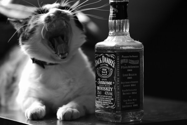 A cat yawns near a bottle of whiskey