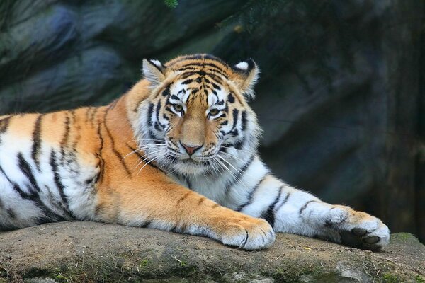 Foto eines brutalen Tigers auf einem Stein