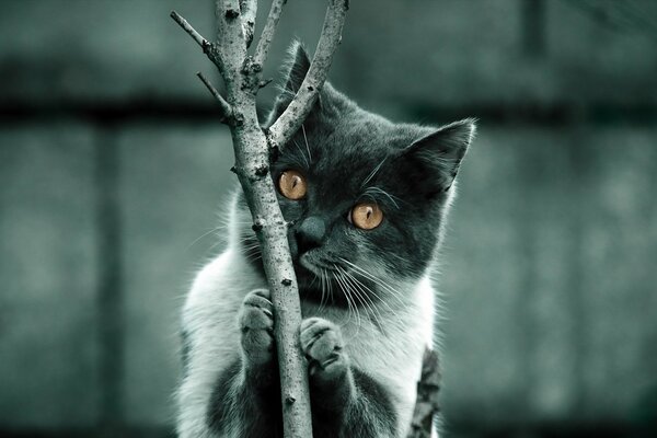 El gato en un fondo borroso se aferra a una rama. Gato gris con ojos amarillos