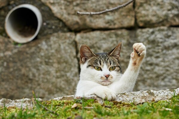 El gato levantó la pata