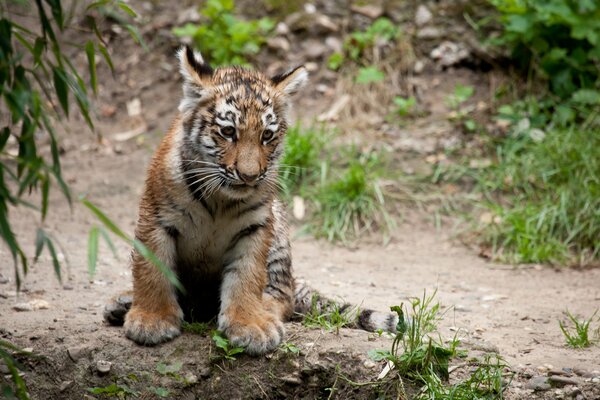 Piccola tigre nella foresta