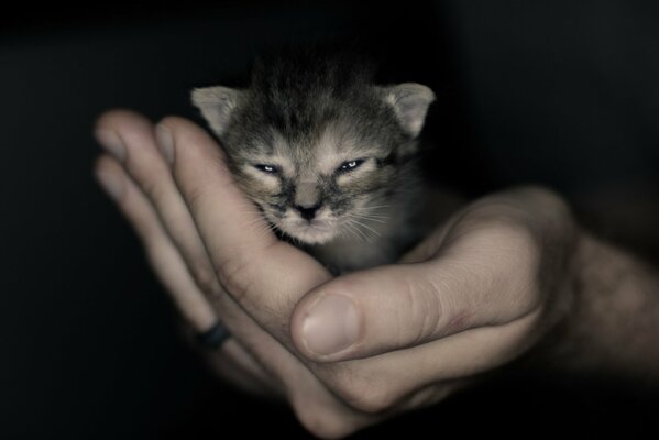 Gatito bebé sentado en la mano