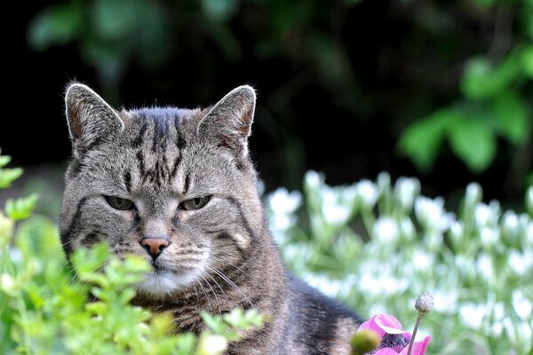 A sly look from a cat in a clearing