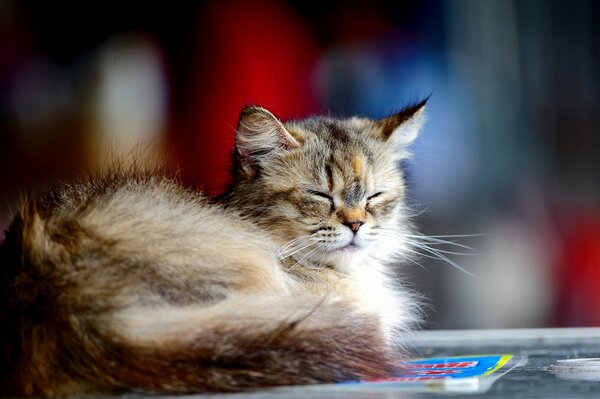 A fluffy kitten is resting under the rays of the sun