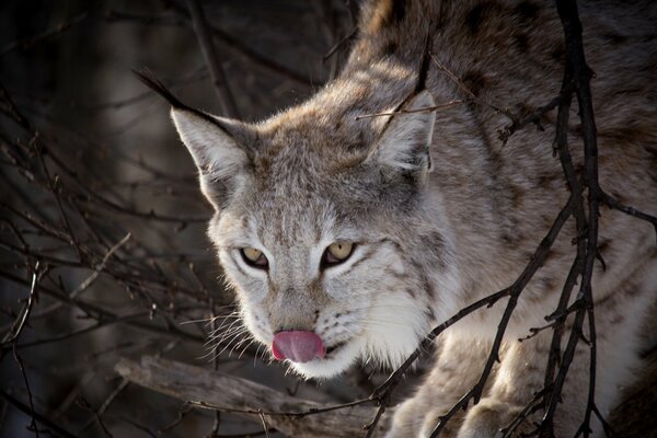 Lince en la rama lame la lengua