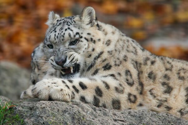 Irbis leopardo de las Nieves en la caza