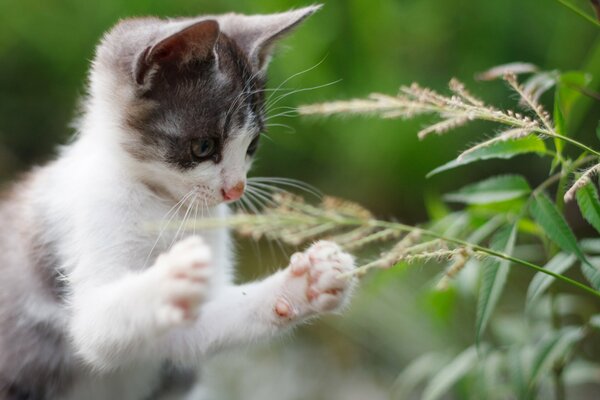 Cara de gatito en la naturaleza en verano