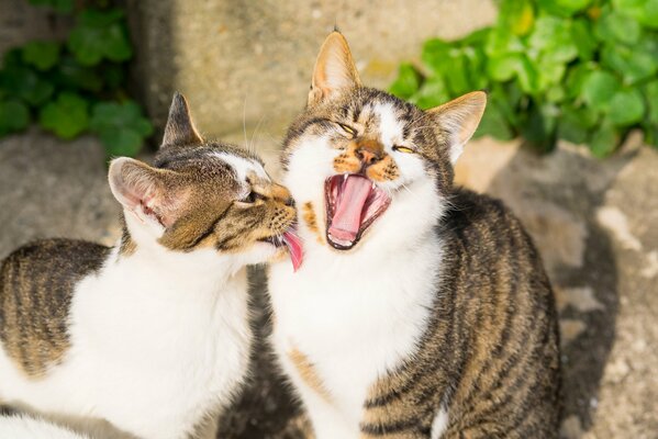 Katzen haben, wie Menschen, auch eine Freundschaft