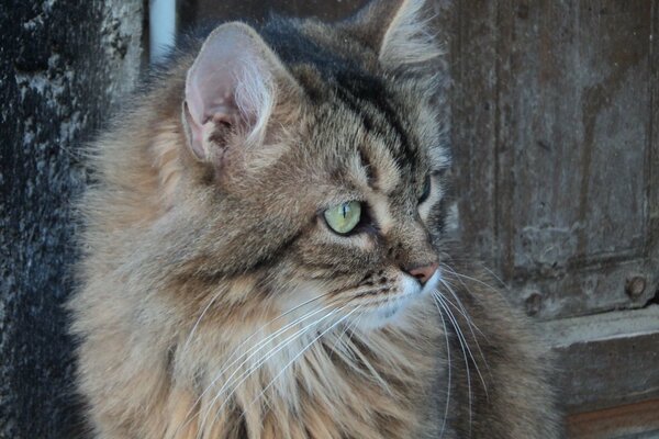 Eine sibirische Hauskatze schaut in die Ferne. Eine Katze mit einem langen Schnurrbart und grünen Augen