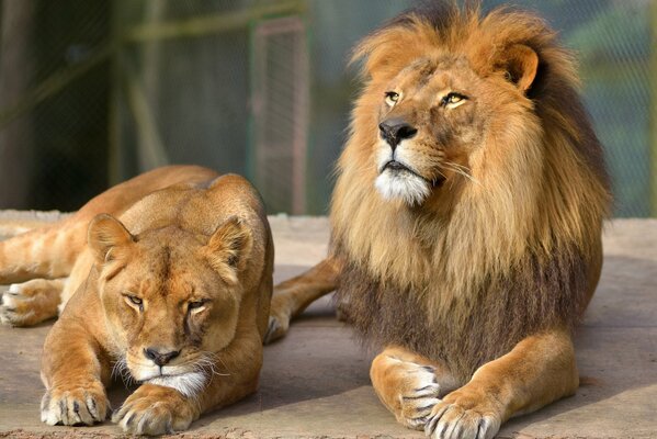 Liv et la lionne se reposent après la chasse