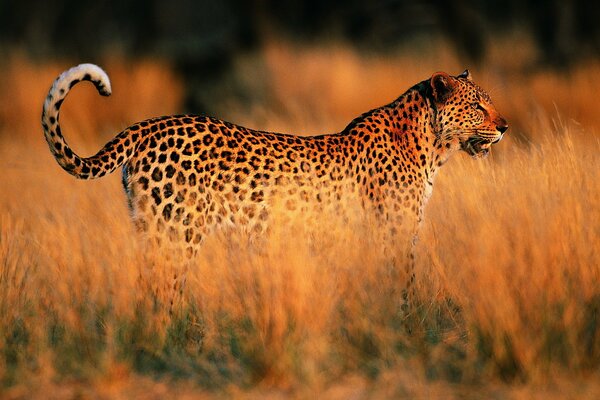 Leopard in the savannah on the background of sunset