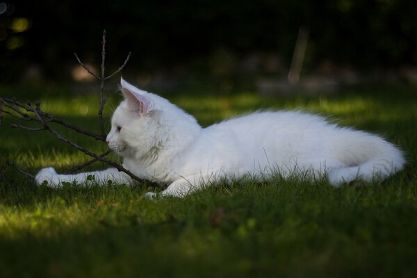 Weiße Katze spielt im Gras