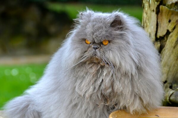 Peludo gato persa con mirada arrogante