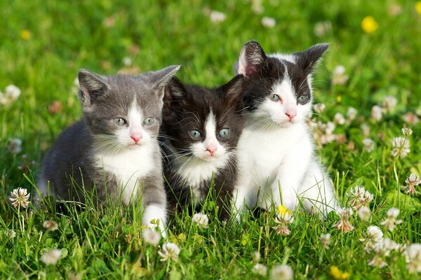 Tres gatitos en un claro con un trébol