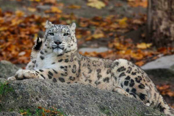 Léopard des neiges sur la pierre à l automne. Chat sauvage. Faune