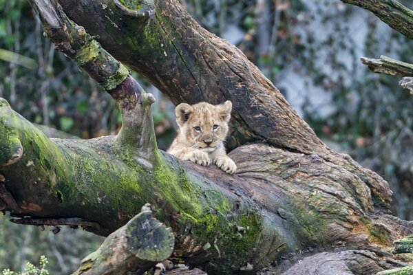 Gatito @tambako the jaguar