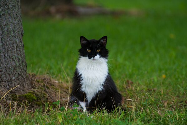 Gato blanco y negro sobre hierba verde