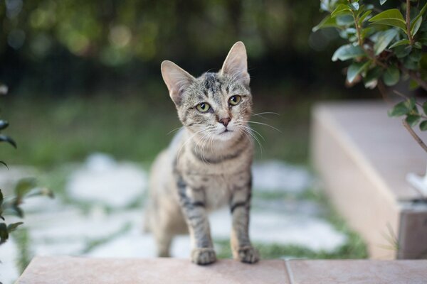 Petit chat avec un regard triste