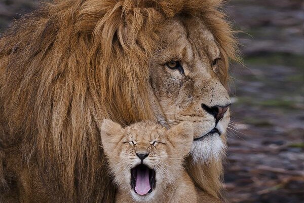 León macho y pequeño León