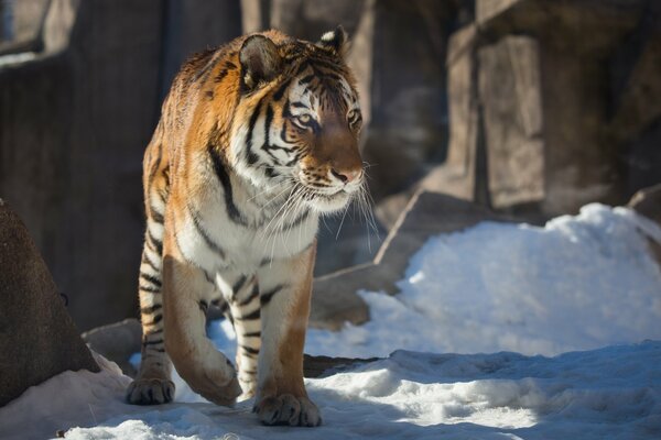 Wild tiger waits for prey in winter