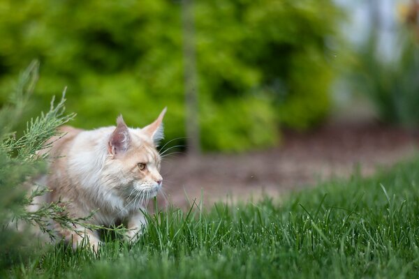 Die Katze jagt im Sommer