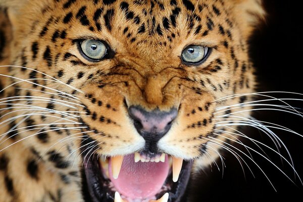 Leopardo con una sonrisa depredadora