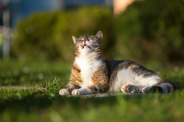 The cat is lying on the green grass