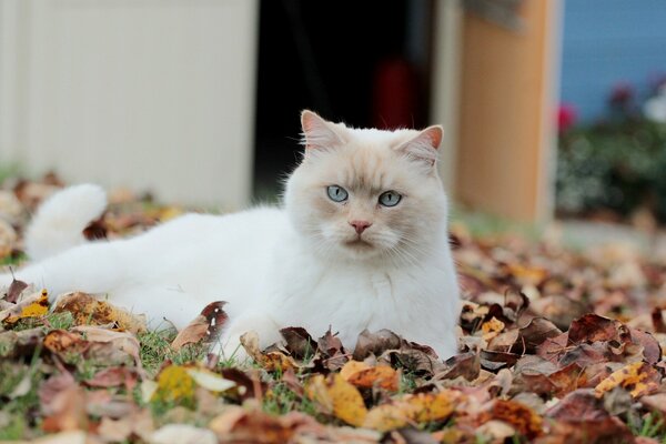 Il gatto si siede nel fogliame autunnale