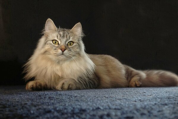 A fluffy cat is lying on the carpet