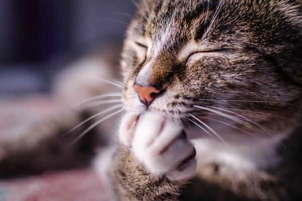 Wie Bären saugen auch Katzen Pfoten