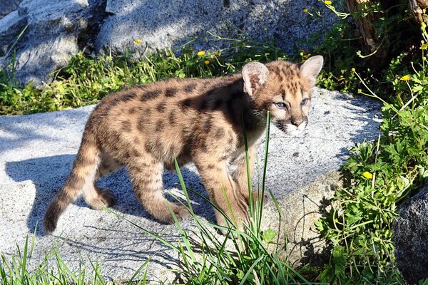 Un León de montaña depredador se encuentra en un acantilado