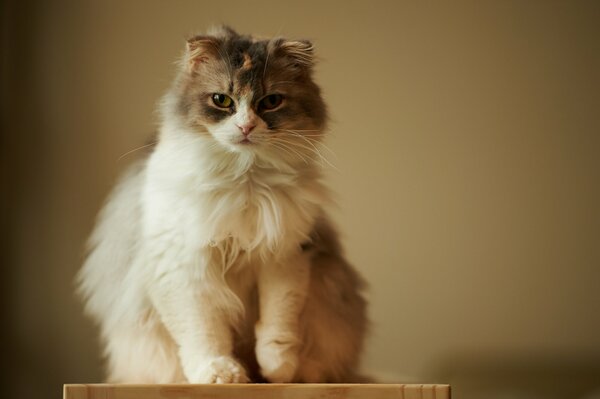 Fluffy cat looks at the camera