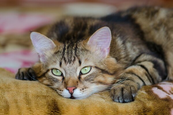 Chat heureux se trouve sur le canapé