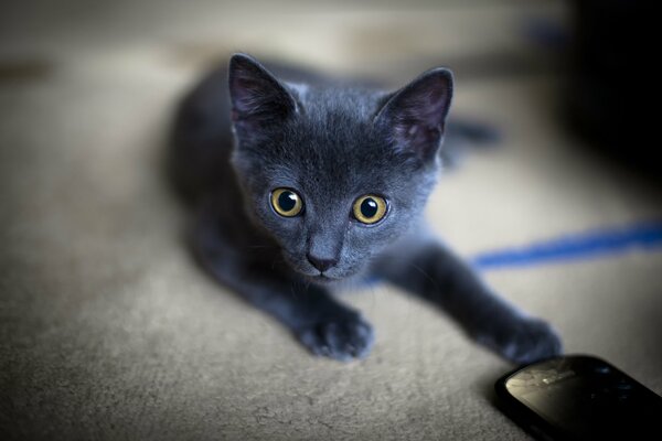 Cute baby kitten with attentive eyes