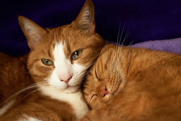 Two red cats are cute napping