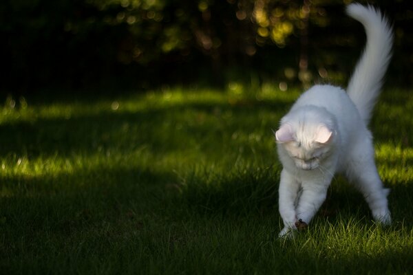 Gato blanco jugando en la hierba