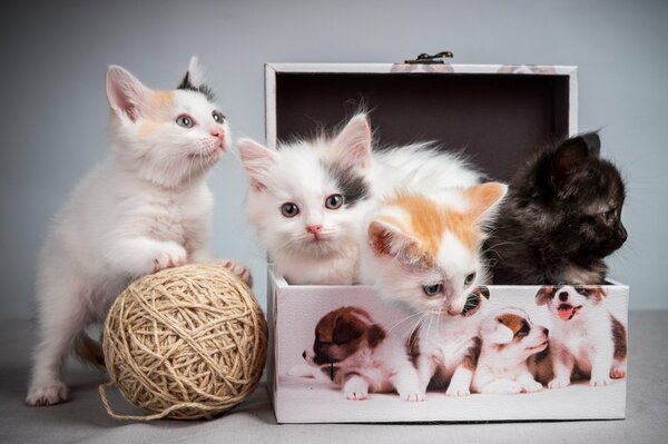 Maraña, Caja de gatitos coños