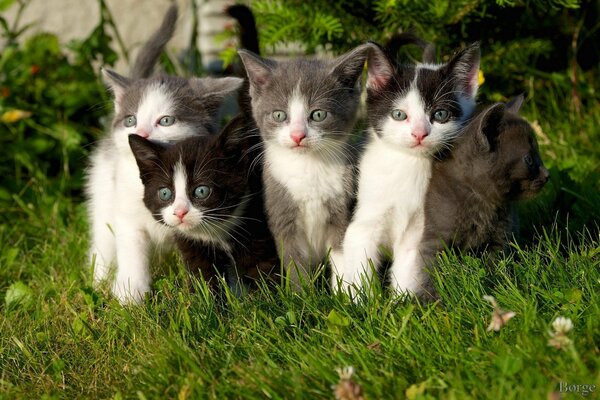 Cinco gatitos tomando el sol en la hierba