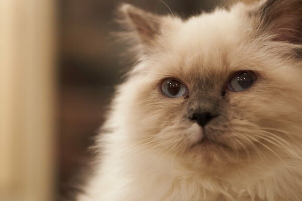 Siamese fluffy sleepy cat