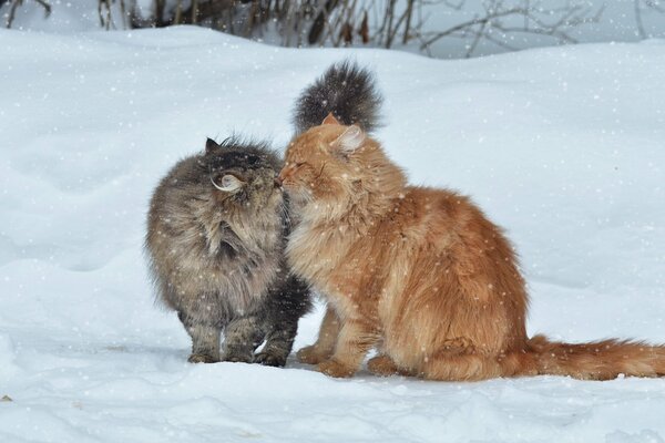 Saludo a dos gatos de invierno