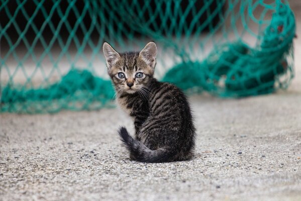 A kitten on a green grid background