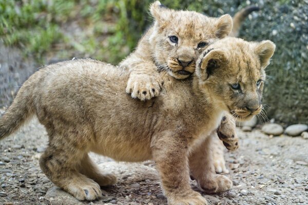 Par de pequeños leones jugando