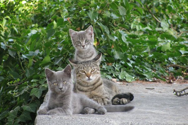 Gato con niños después de comer sentado hablando en su lengua